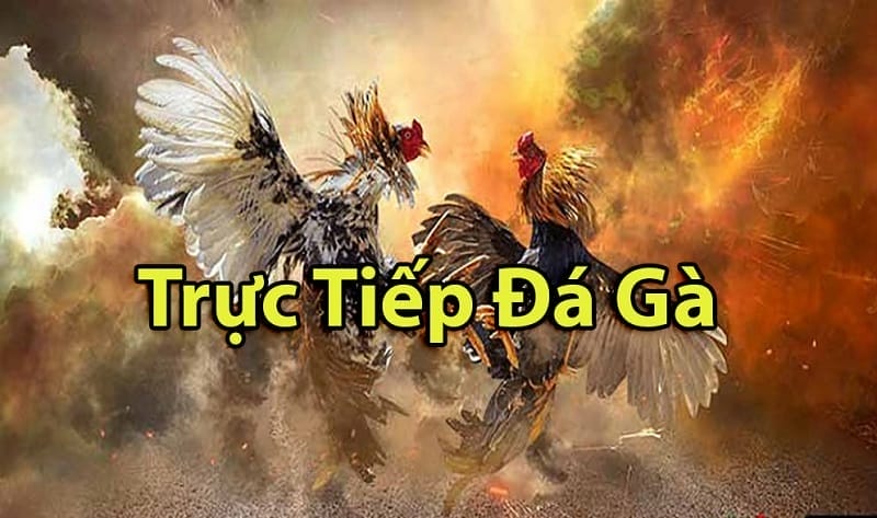 https://cpac.pro/tim-hieu-ve-da-ga-thomo-campuchia/